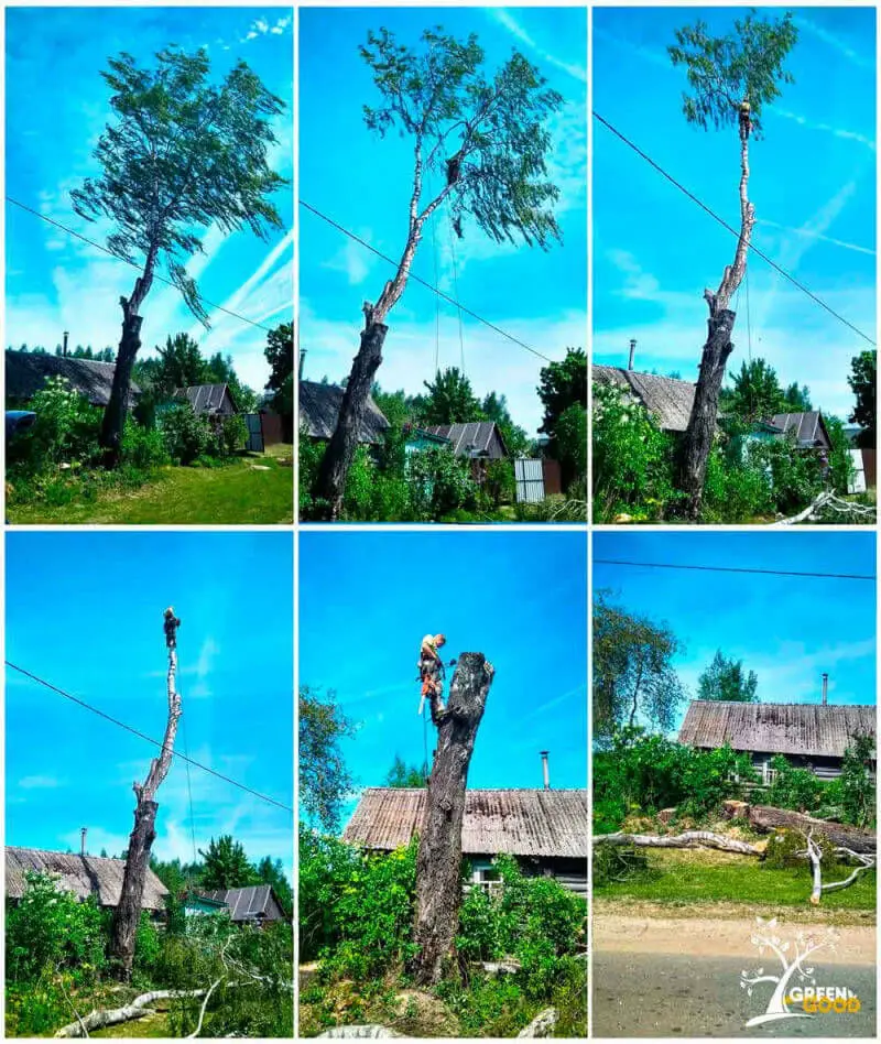 спилить дерево на участке
