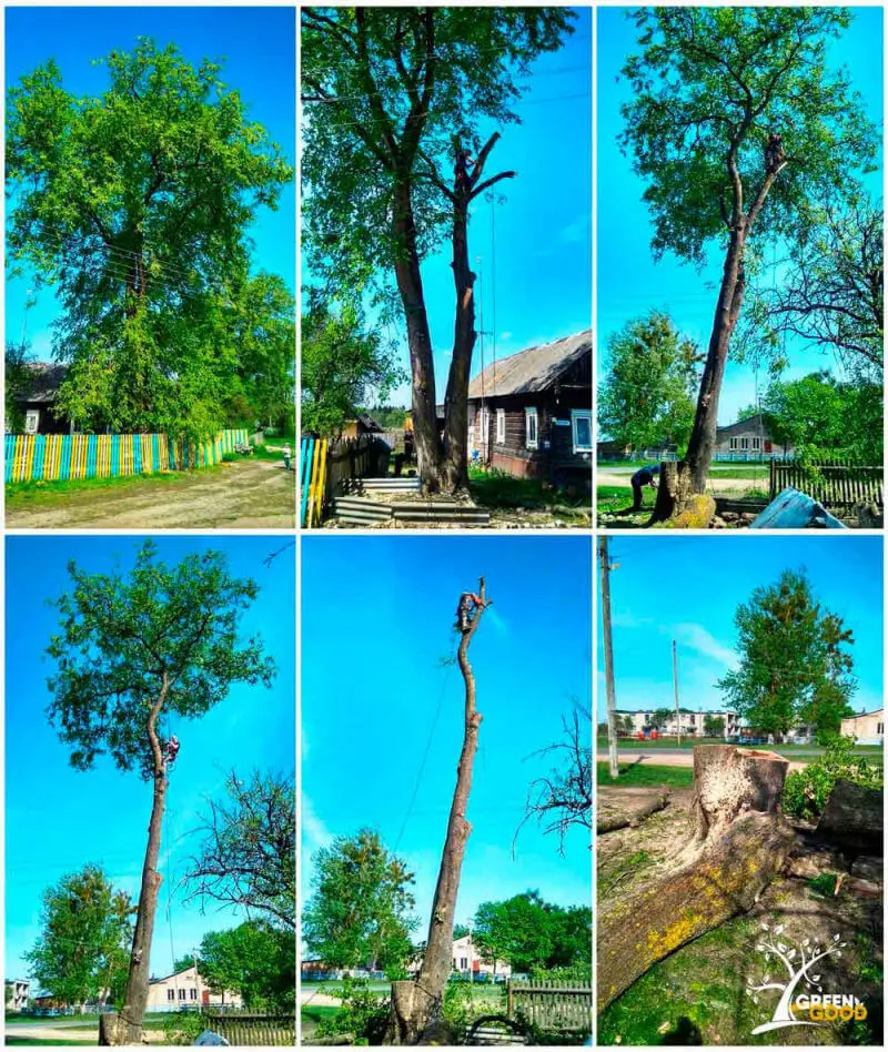 спилить дерево бобруйск