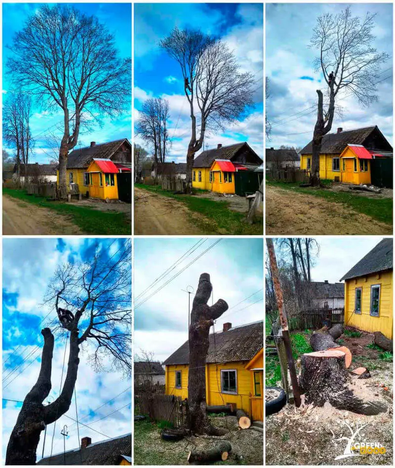 спилить дерево у дома