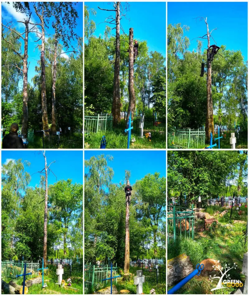спилить дерево на кладбище