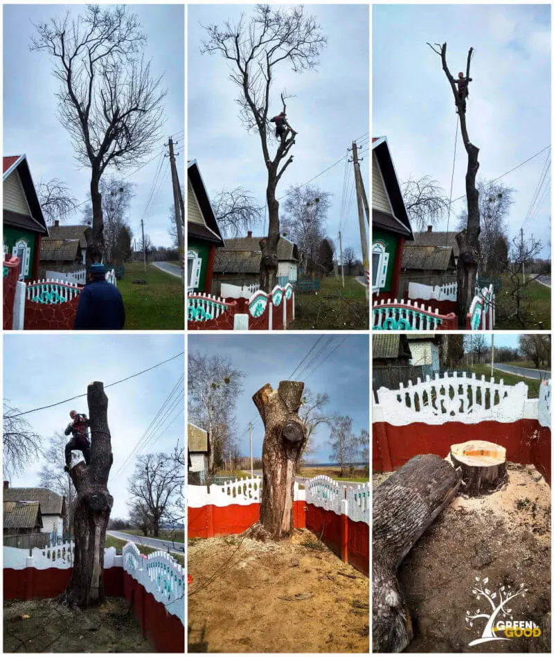 спилить дерево бобруйск